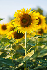 Golden Sunflowers field at blooming farm agricultural Summer sunset and bright sun lights background in Thailand