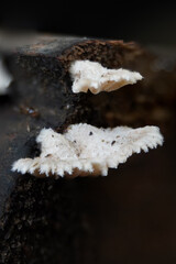 Splitgill Mushroom Schizophyllum commune Growing on Bark