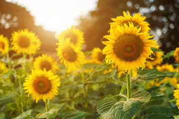 Obraz premium Golden Sunflowers field at blooming farm agricultural Summer bright sun lights with cloudy blue sunset sky the forest summer nature background in Thailand