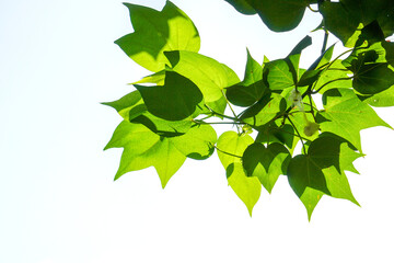 Green leaves on a green background. beautiful attractive nature view of green leaf on blurred greenery background in garden with copy space using as background.