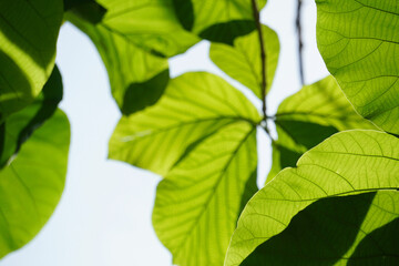 Green leaves on a green background. beautiful attractive nature view of green leaf on blurred greenery background in garden with copy space using as background.