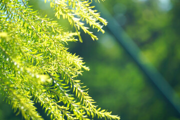 Green leaves on a green background. beautiful attractive nature view of green leaf on blurred greenery background in garden with copy space using as background.