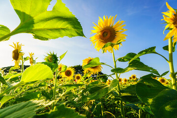 Golden Sunflowers field at blooming farm agricultural Summer sunset and bright sun lights background in Thailand