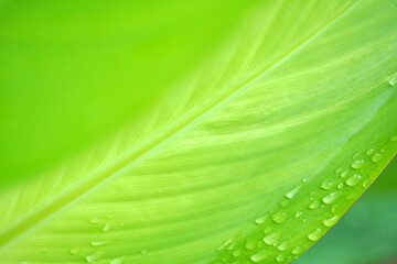 Green leaves on a green background. beautiful attractive nature view of green leaf on blurred greenery background in garden with copy space using as background.