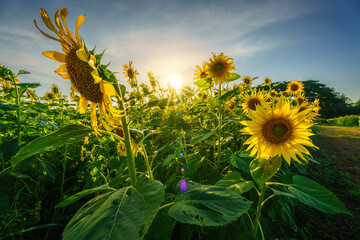 Golden Sunflowers field at blooming farm agricultural Summer bright sun lights with cloudy blue sunset sky the forest summer nature background in Thailand