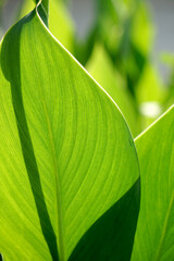 Green leaves on a green background. beautiful attractive nature view of green leaf on blurred greenery background in garden with copy space using as background.