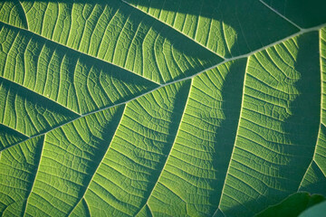 Green leaves on a green background. beautiful attractive nature view of green leaf on blurred greenery background in garden with copy space using as background.