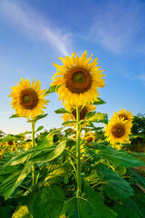 Golden Sunflowers field at blooming farm agricultural Summer sunset and bright sun lights background in Thailand