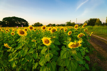 Golden Sunflowers field at blooming farm agricultural Summer sunset and bright sun lights background in Thailand