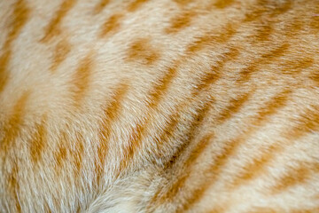 Close up detail of the fur of a yellow orage thai cat spot. Use as a background cover page concept.