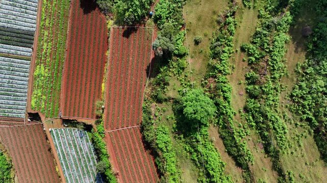 Top-down aerial view of farmlands moving towards Indian farmers ploughing red soil with bullocks on farmland, surrounded by greenery. Traditional agriculture using oxen in rural India.