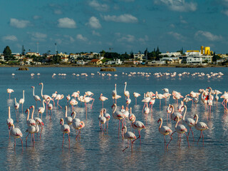 Fototapeta premium Flamingos Feeding and Standing in Shallow Water at Paralimni Lake in Cyprus