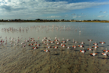Greater Flamingos Running on Water During Takeoff at Paralimni Lake in Cyprus