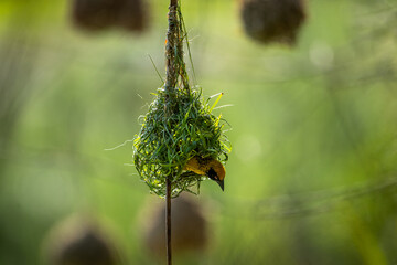 A southern masked weaver (Ploceus velatus) weaving a nest