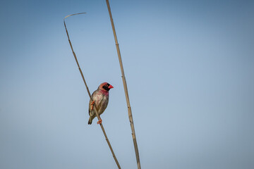 A red-billed quelea (Quelea quelea) perched on a grass stalk