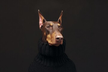 a studio portrait of a doberman wearing a black turtleneck sweater