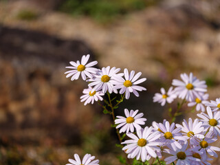 Close-up photo of white Siberian chrysanthemum flowers (Chrysanthemum zawadskii) blooming in autumn