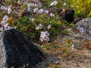 A landscape of a field covered with white Siberian chrysanthemums (Chrysanthemum zawadskii) in full bloom during autumn