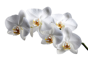 white orchid flower, isolated on white background.