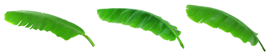 Fresh Green Banana Leaves Isolated on White