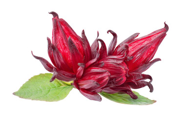 roselle flower with leaves on white background