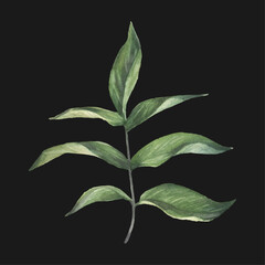 Fototapeta premium Watercolor vector of wild leaf. Spring, summer garden. Design for invitation, card, wedding, birthday and other printing projects. Hand drawn illustration