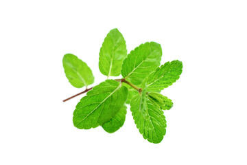 Mint leaf. Fresh mint on white background. © Роман Фернаті