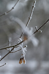 neige froid hiver Belgique Ardennes