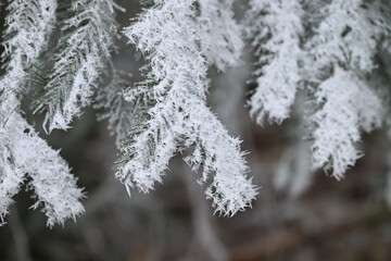 sapin neige froid hiver Belgique Ardennes