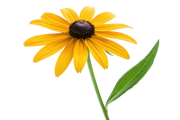 Yellow black eyed susan flower isolated on transparent background