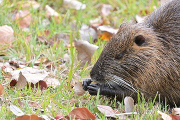 まるで両手のような前脚で餌を掴み、口元に運んでいるヌートリア