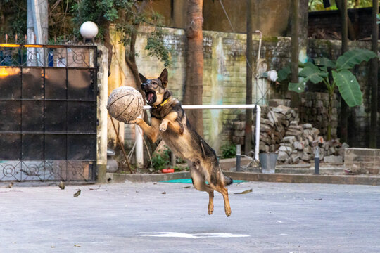 German Shepherds show love through