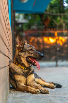 German Shepherds show love through
