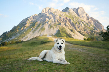 A mixed breed dog lies calmly on grassy ground as the sun sets. The backdrop of rugged peaks...