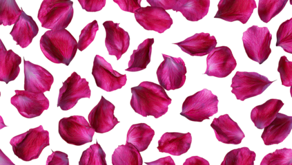 Vibrant Magenta Rose Petals Scattered Randomly Isolated on Transparent Background