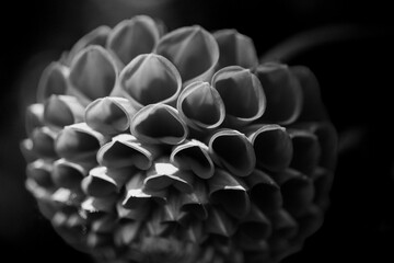 Monochrome closeup of dahlia flower petals image for background use