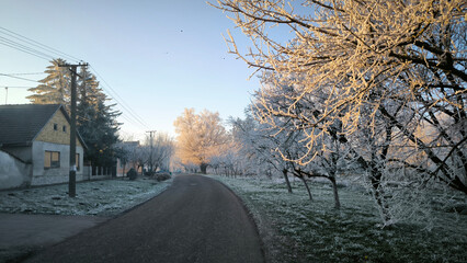Obraz premium winter morning in Backi Petrovac with rime ice on the trees