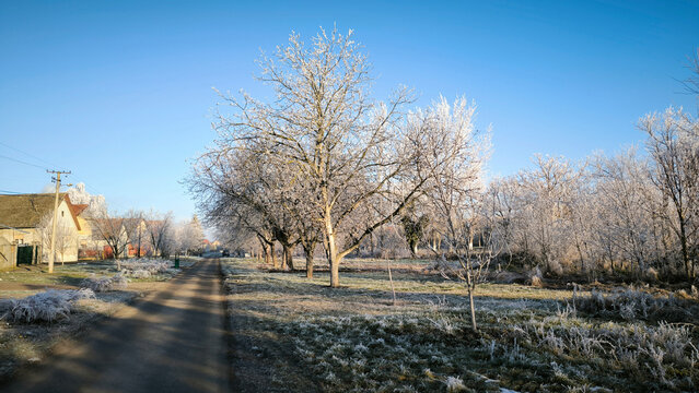 winter morning in Backi Petrovac with rime ice on the trees