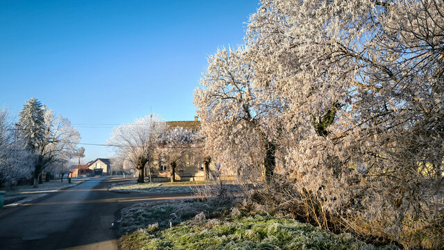 winter morning in Backi Petrovac with rime ice on the trees