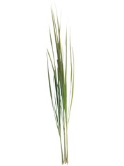 Fototapeta premium Whole lemongrass with green leaves isolated on white background.