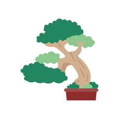Bonsai, tree, plant, garden