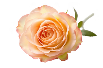 Peach and orange rose bloom isolated on transparent background