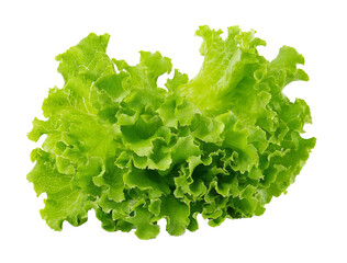 fresh green leaf lettuce isolated on white background.