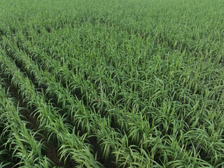 Aerial view of sugarcane plants growing at field