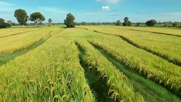 Aerial 4K footage of fully grown rice fields Bangladesh with wind blowing through the crops showcasing agricultural patterns vibrant greenery landscape motion rural farming stock 