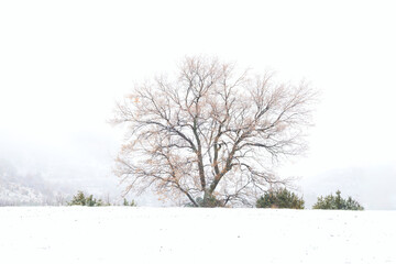 Árbol solitario en pradera nevada con niebla © Oliver Freixas