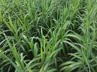 Aerial view of sugarcane plants growing at field