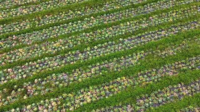 Vibrant Green Cabbage Growing in Neat Rows, Guangxi Countryside, Aerial View