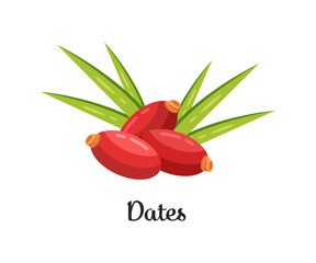 Fresh Red Dates Fruit  Vector Illustration Design