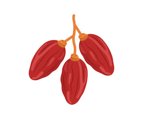 Three Red Dates on Stem  Fresh Fruit Illustration
